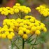 Tansy parasites: how to take a medicinal plant