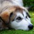 Determine, whether there are worms in the dog. What you should pay attention to