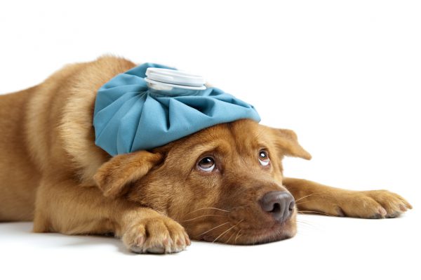 При ослабленности собаки нужно обратиться к ветеринару для дегельминтизации