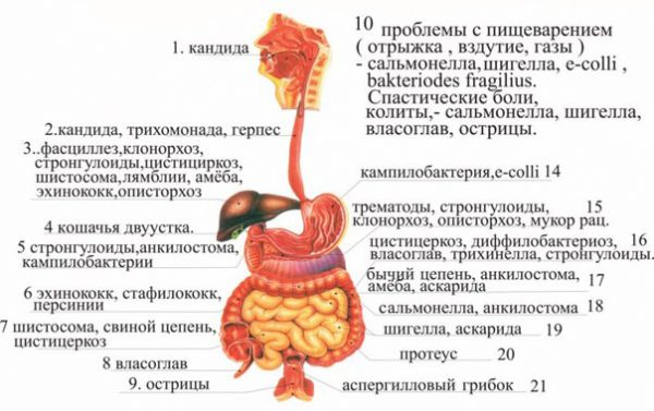 Виды паразитов и место их пребывания в организме