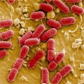 Pathogenic Escherichia coli – particular diseases and treatments