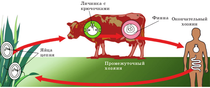 Какой цифрой обозначен на рисунке организм который может заразиться съев финны бычьего цепня