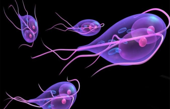 Лямблии у детей: симптомы и лечение