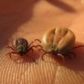 Tick ​​bite – than it is dangerous to humans and what to do?