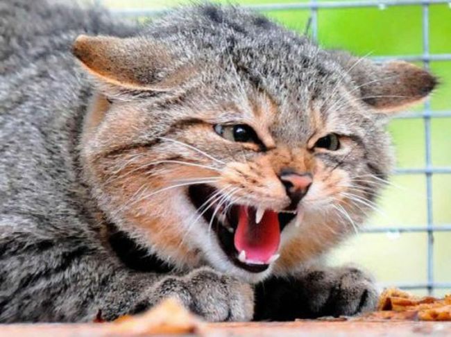 Опасная (буйная) форма - это классическая и наиболее часто встречающаяся форма бешенства у кошек