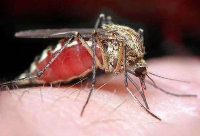 Дирофиляриоз у человека: симптомы и лечение