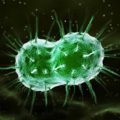 How to cure gonorrhea in men and to avoid complications?