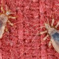 Платяные вши (фото) — как обнаружить паразитов и избавиться от них