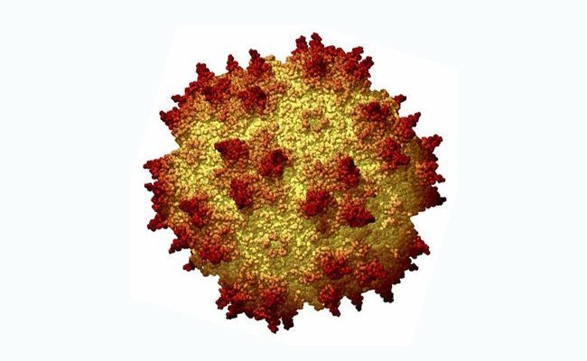 Аденовирус имеет более тридцати различных типов, из которых опасными для детей являются 1, 2, 5, 6 серологические типы