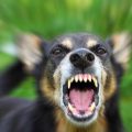 Бешенство у собак — как предотвратить смертельное заболевание?