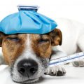 Как проявляется чумка у собак и чем лечить животное?