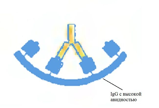 Цитомегаловирус IgG с высокой авидностью