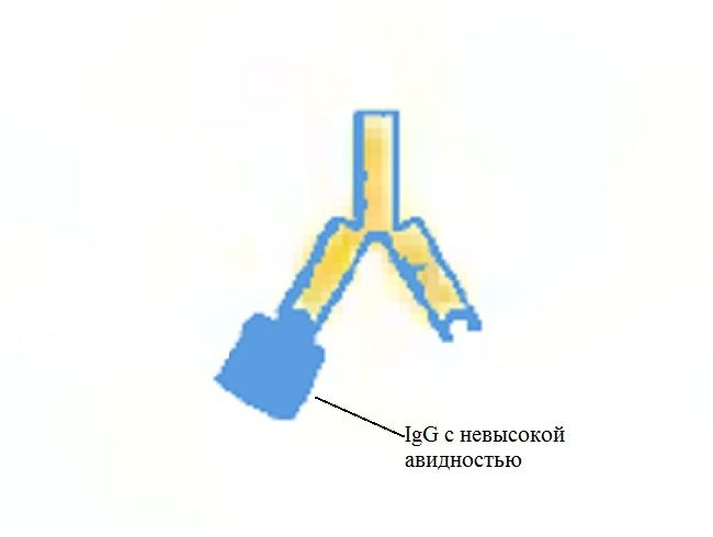 Цитомегаловирус IgG с низкой авидностью