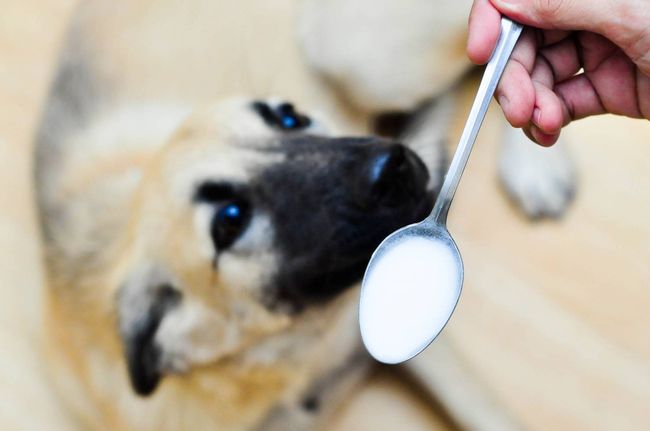 Собаки, как и люди, могут болеть простудными заболеваниями
