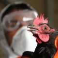 The dangerous avian flu to humans? symptoms, treatment, prevention