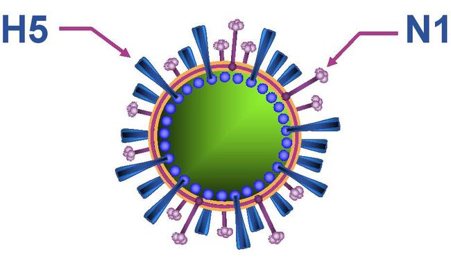 Официальное название птичьего гриппа - H5N1