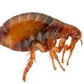 What to do if the apartment infested fleas? Signs and methods of struggle