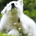 Лишай у собак – висівковий і стригучий лишай з фото, симптоми, види, профілактика і лікування