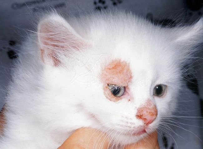 Ringworm In Cats Pictures Symptoms Treatment And Prevention