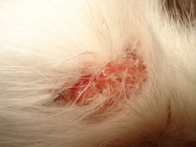 Ringworm in cats pictures, symptoms, treatment and prevention
