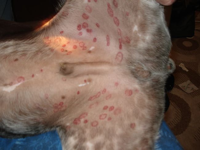 Лишай у собак вызывается грибковой инфекцией. Заразиться заболеванием можно от спор почвы или других собак