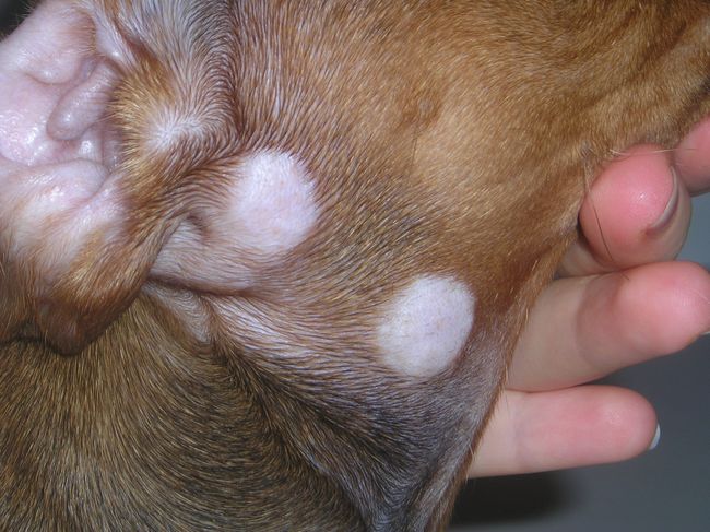 Ringworm in dogs - symptoms, treatment at home