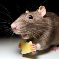The house wound up the mouse? find out, how to get rid of them quickly and efficiently