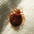 Bedbugs (foto) – Bu parazitlar kabi ko