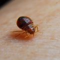 Bedbugs insonlar haqida chaqadi – Rasm va davolash usullari