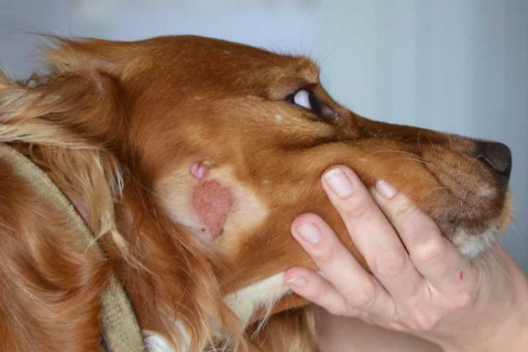 На фото показан мокнущий собачий лишай на голове у рыжей собаки.