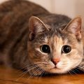 Блохи у кішок – основні симптоми і методи лікування
