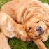 It looks like fleas in dogs and what they bring? Review of effective remedies
