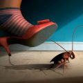 How to bring the cockroaches from the apartment – 3 step to destroy insects