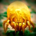 bed mites – how to identify and display than parasites?