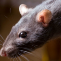 Rats in a private house – what to do, how to get rid of rodents?