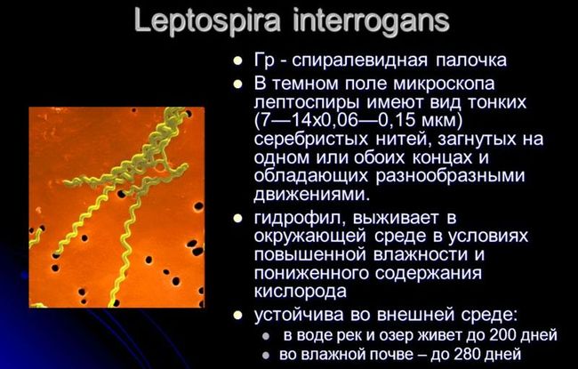 Бактерия Лептоспира