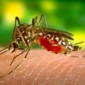 малярыя – сімптомы і лячэнне ў дарослых і дзяцей. Як зберагчы сябе?