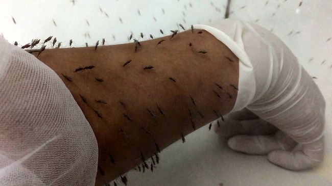 Чаще всего причиной малярии становятся укусы комаров