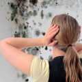 Плесень на стенах в квартире – откуда берется и как от нее избавиться?