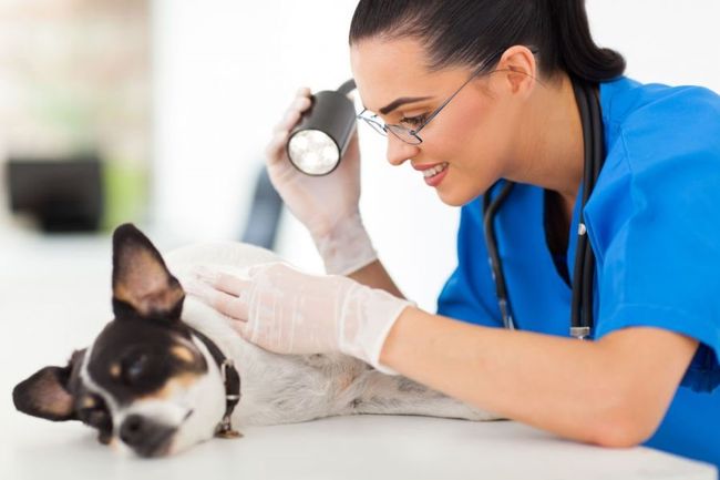 При выявлении подкожного клеща или его признаков у собаки, необходимо срочно отвести ее к ветеринару