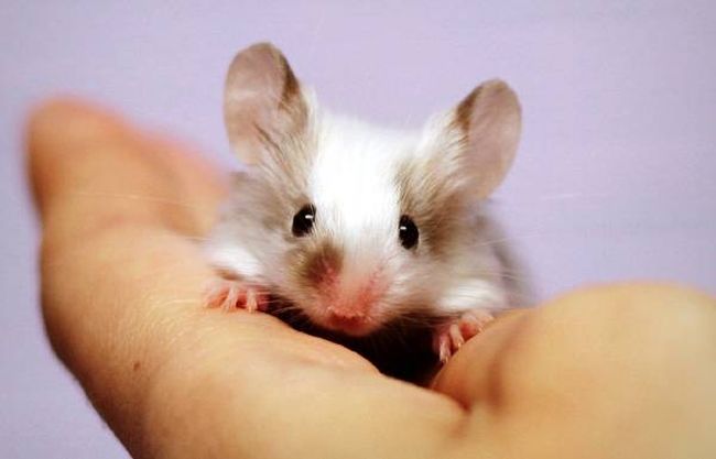 Многим снятся мыши, что вызывает опасение. Но что на самом деле означают такие сны?