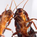 Избавляемся от тараканов — ТОП-6 самых эффективных средств