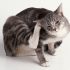 Вушной клешч у котак – як выявіць і вылечыць захворванне