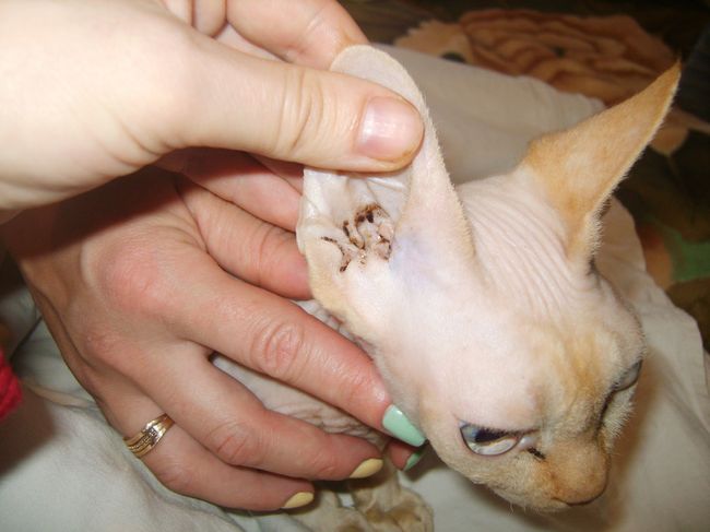 Ушной клещ (отодектоз) - это распространенное заболевание уличных и домашних кошек и котов