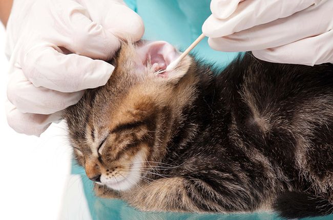 Кошки не любят, когда им лезут в уши, так что процедура лечения будет не очень простой