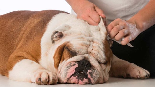 Для профилактики необходимо регулярно осматривать уши пса, чтобы вовремя заметить первые признаки