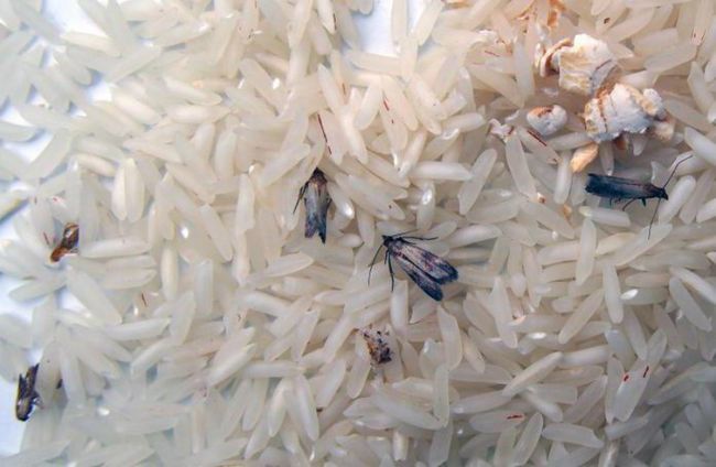 Пищевая моль в рисе