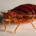 dreamed of bedbugs – which should be wary of reality?
