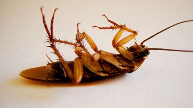 Мертвый таракан во сне знак того, что в жизни присутствуют сложные ситуации