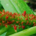 Aphids on houseplants – than dangerous and how to fight it?